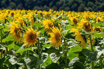 the beautiful sunflowers field close up in the sunshine