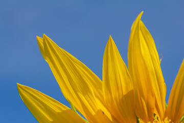 Sunflower with blue sky background