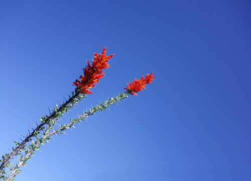 Red Flowers of Ocotillo (Fouquieria splendens) against Blue Sky