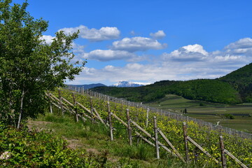 Fototapeta na wymiar Die Weinberge um Kaltern in Südtirol 