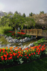 Orange tulips and bridge