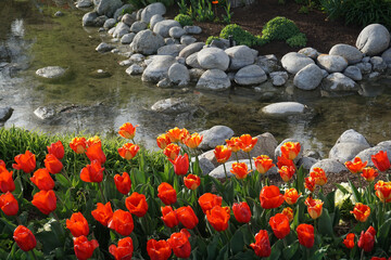 Orange tulips and stream