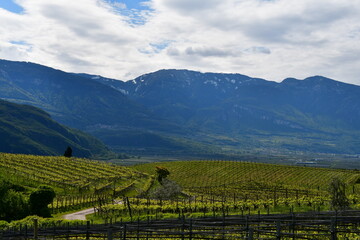 Weinberge bei Kaltern in Südtirol 