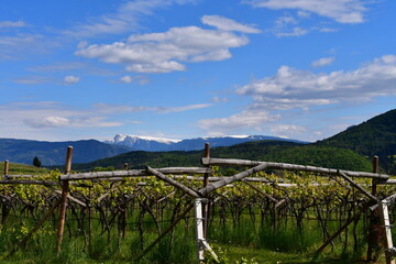 Fototapeta na wymiar Weinberge und Berge bei Kaltern in Südtirol 