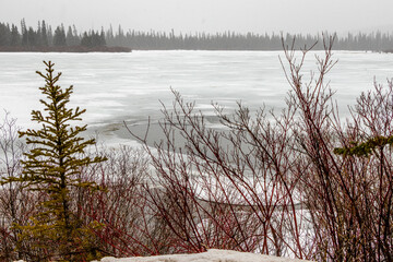 Snowy blowy day at Vermillion Lakes, Banff National Park, Alberta, Canada