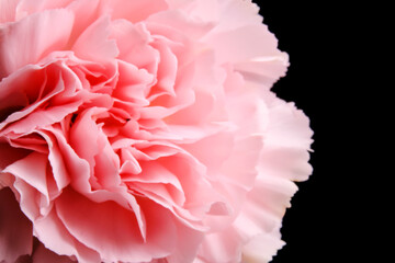 Abstract background with aster flower closeup.