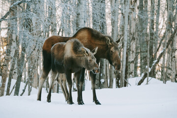 Moose foraging for food in the snow in alaska america