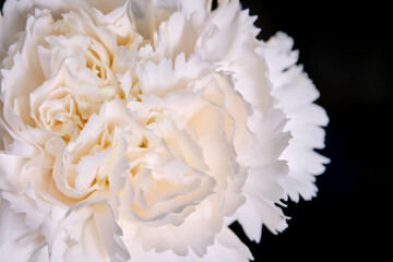 Abstract background with aster flower closeup.