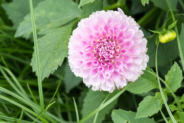 Fototapeta premium Beautiful dahlia flower in garden.