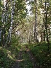 Obraz premium <KENOX S760 / Samsung S760>природа лес просека дорога поляна зеленый лес