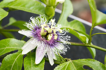 The passion fruit flower.