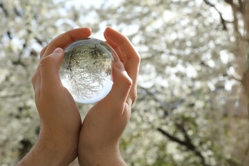 Beautiful tree with white blossoms outdoors, overturned reflection. Man holding crystal ball in...