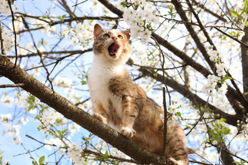 Obraz premium Cute cat on blossoming spring tree outdoors