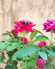 Beautiful rose flower blooming in garden, bee sitting in petals, nature photography, natural...