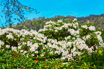 Rhododendren an der Seepromenade in Bregenz (Vorarlberg, Österreich)
