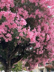 pink blossom