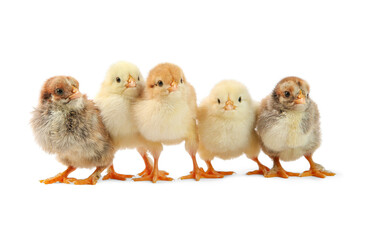 Many cute chicks isolated on white. Baby animals
