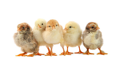 Many cute chicks isolated on white. Baby animals