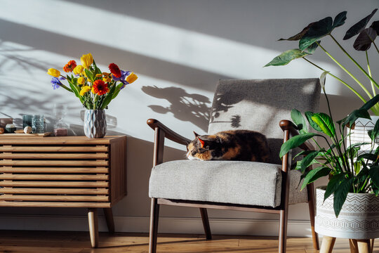 Stylish modern Scandinavian interior of living room with seasonal flowers on the wooden console and sleeping cat on the armchair in hard sunlight. Cozy home interior design with spring or summer mood.