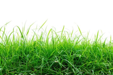 Grass Land. Fresh Green Meadow Field Under Blue Sky in Nature Landscape