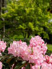 Floral colours in springtime: brightly coloured rhododendron flowers, photographed at end April in Temple Gardens, Langley Park, Iver Heath, UK.