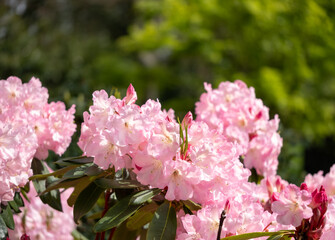 Brightly coloured rhododendron flowers, photographed in springtime at Temple Gardens, Langley Park, Iver, UK.
