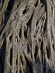 close-up tree root under sunlight, warm tone and art filter, vertical image