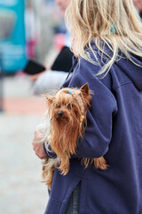 Small long haired Yorkshire Terrier dog held in arms of female owner, street walk with little cute...