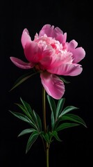 Obraz premium Elegant pink peony on black background