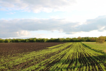 A field of green plants