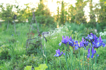 Blue iris flowers at sunset. Natural light background