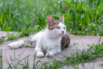 Naklejka na ściany i meble A white cat with gray spots lies in the garden on an alley among green grass
