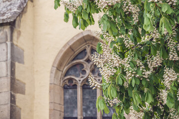 Weiß blühende Kastanie vor gotischem Kirchenfenster