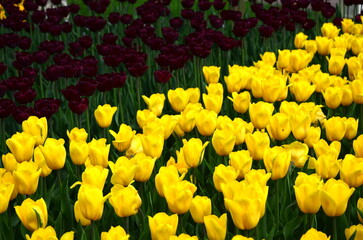 yellow and burgundy tulips in the garden