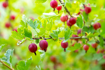 Ripe gooseberry berries in the garden on a blurred background