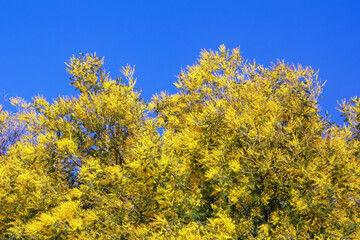 Flowering trees of Acacia dealbata ( silver wattle ). Bright yellow flowers against blue sky
