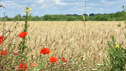wheat field, spikelets of wheat with wildflowers. natural background. delicate red poppy flowers....
