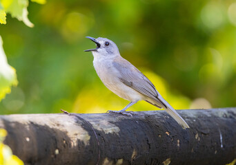Grey Whistler small bird seen perched in a tree in native natural habitat, Queensland, Australia