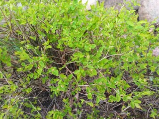 Green bush with small leaves, close-up, natural background.