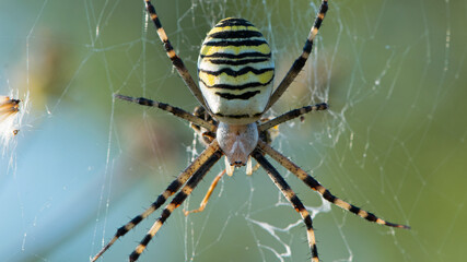 large wasp spider sits on a web on a green background. Argiope Bruennichi, or lat spider wasp. Argiope bruennichi eating his victim, a species of araneomorph spider. macro, black-yellow male spider.