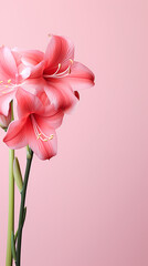 Lily decorative flower background