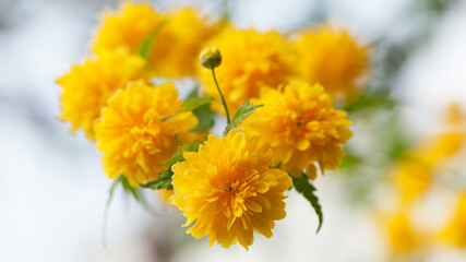 Kerria japonica. Beautiful yellow flower. Flower background, garden flowers. yellow flowers and green leaves close-up. bush in a flowerbed with bright yellow flowers, nature background