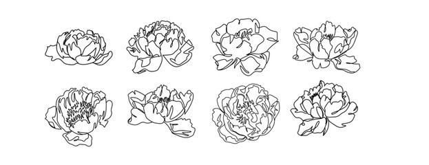 Set of peony line art hand drawn, floral sketch botanical outline, continuous line art collection. Vector illustration © abcvector