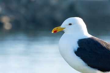  Gaviota Dominicana (Larus dominicanus)