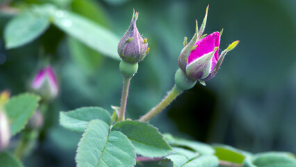 Red Rose Bud. New rose bud. Young graceful spray rose. A small bud of a blooming flower. magic...