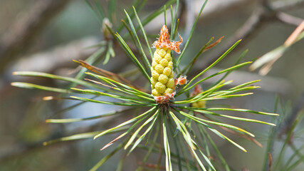 pinus resinosa. young Pineoung tender cones on a pine branch in the forest. Pinus resinosa, Male...