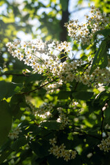 sun rays through blooming bird cherry