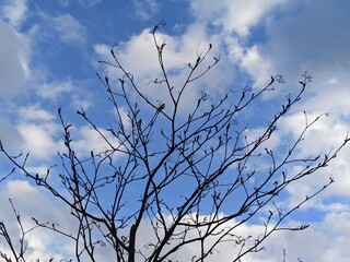 silhouette of tree branches against the blue sky with white clouds