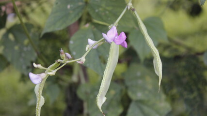 flower of a flower of a lilac