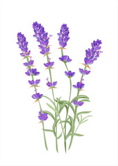Obraz premium Set of Lavender flower plants. Botanical and healthy thematic. Aromatherapy and alternative medicine. Tiled and tillable, Wallpaper, wrapping paper design, textile, scrapbooking.